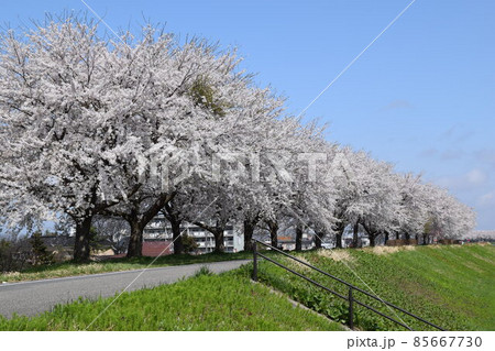 約300本の桜が1.5kmに渡り連なる赤川の桜並木 約300本の桜が1.5kmに渡り連なる赤川の桜並木 85667730