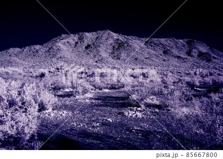 Moonlight Desert Saguaros 85667800