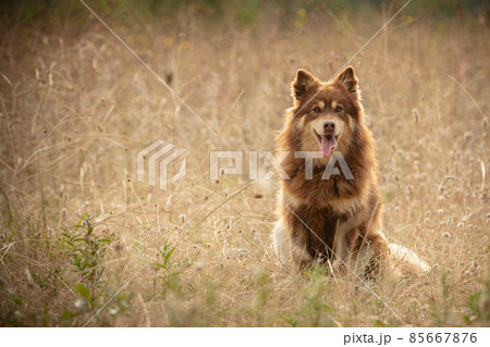Lapponian herder seated 85667876