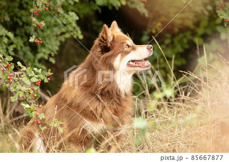Lapponian herder seated 85667877