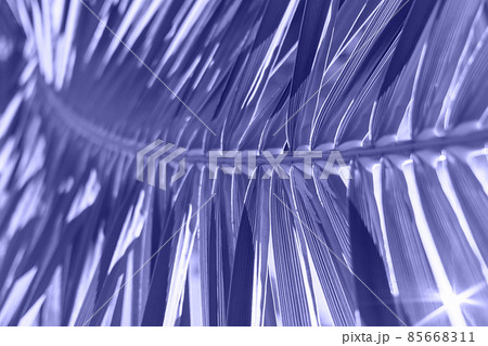 Backlit fresh palm tree leaves toned in trendy color of year 2022. Tourists attraction. Natural tropical textured abstract background. 85668311