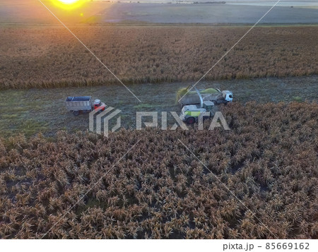 Sorghum harvest, in La Pampa, Argentina 85669162