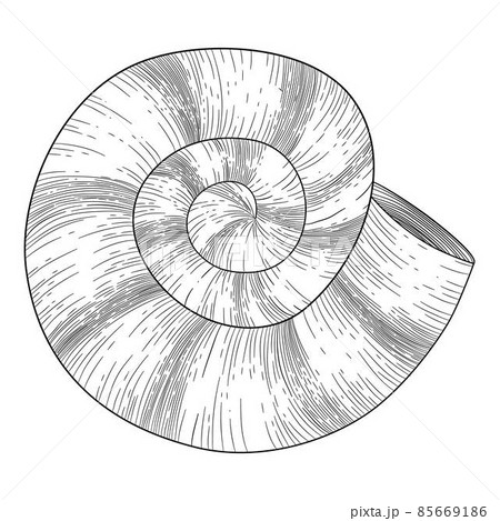 Hand drawn sea shell. Starfish shellfish tropical mollusk in vintage engraving style. Seashell isolated vector collection. Illustration of shellfish and starfish drawing 85669186