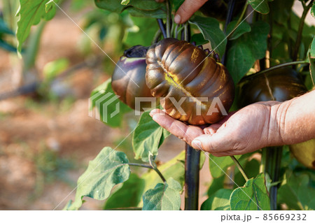 Farmer hand holding a big eggplant on a branch in a vegetable garden, 85669232