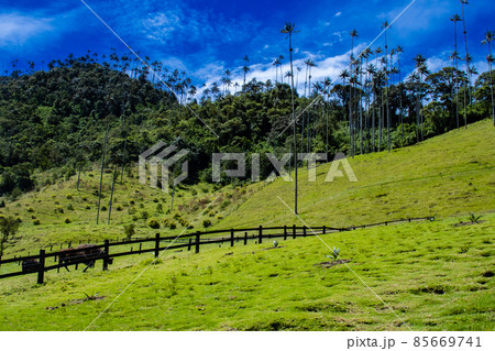 View of the beautiful cloud forest and the Quindio Wax Palms at the Cocora Valley located in Salento in the Quindio region in Colombia. 85669741