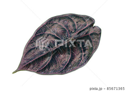 Alocasia azlanii , beautiful leaf on white background Alocasia azlanii , beautiful leaf on white background 85671365