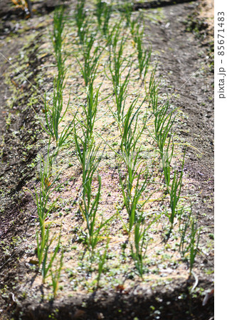 ネギ（葱）の露地栽培 85671483