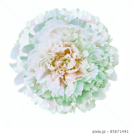 White-green peony  flower  on white isolated background with clipping path. Closeup. For design. Nature. White-green peony  flower  on white isolated background with clipping path. Closeup. For design. Nature. 85671491