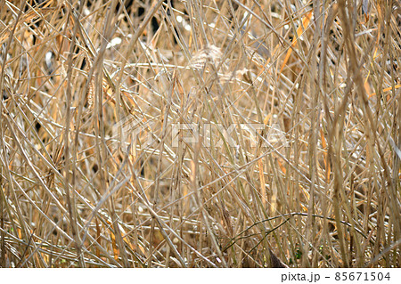 冬の葦（ヨシ） 85671504
