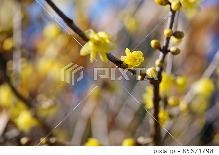 寒中・光の中のロウバイ一枝8 寒中・光の中のロウバイ一枝8 85671798