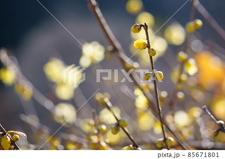 寒中・光の中のロウバイの蕾1 寒中・光の中のロウバイの蕾1 85671801