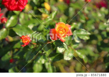 バラの花 ルンバ バラの花 ルンバ 85671880