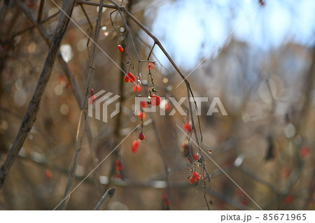 早春の植物たち 85671965
