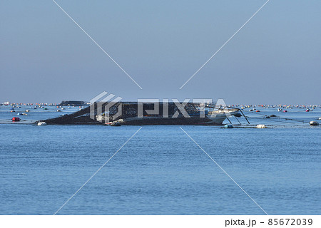 あかし海苔　網を持ち上げノリを刈り取るもぐり船　明石沖の冬の風景 85672039