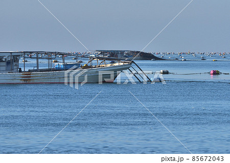 あかし海苔　網を持ち上げノリを刈り取るもぐり船　明石沖の冬の風景 85672043