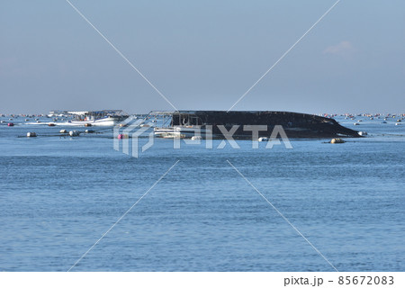 あかし海苔　網を持ち上げノリを刈り取るもぐり船　明石沖の冬の風景 85672083