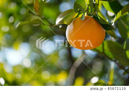 寒中のナツミカン2 寒中のナツミカン2 85672110