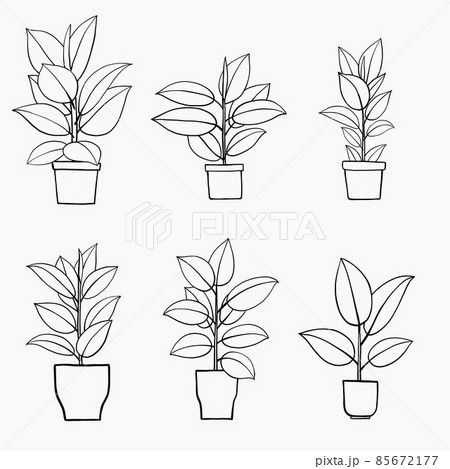 simplicity rubber fig plant freehand drawing flat design. simplicity rubber fig plant freehand drawing flat design. 85672177