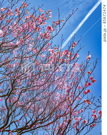 三重県 御在所岳 アカヤシオ 85672474