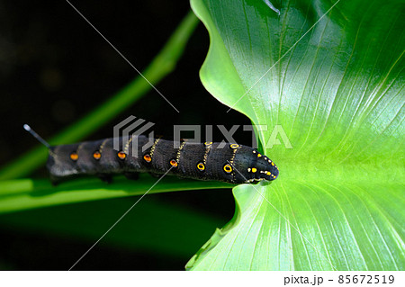葉っぱの上にいる大きな黒い芋虫の写真素材