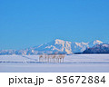 雪山と雪原のハサ木 85672884