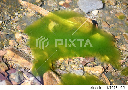 早春の珪藻(ケイソウ) 早春の珪藻(ケイソウ) 85673166