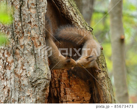 何食べてるの？ 85673473