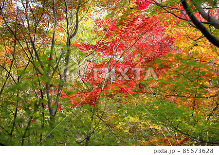 紅葉イロハモミジ 85673628