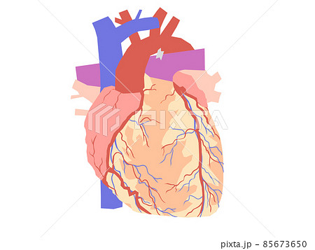 心臓（正面） 85673650
