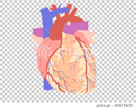 心臓（正面） 85673650