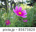秋のコスモス 85673820