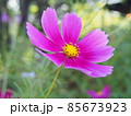 秋の秋桜 85673923