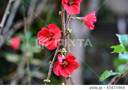 今年も真っ赤なボケの花が咲きました 今年も真っ赤なボケの花が咲きました 85673960