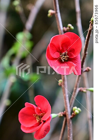 今年も真っ赤なボケの花が咲きました 今年も真っ赤なボケの花が咲きました 85673966