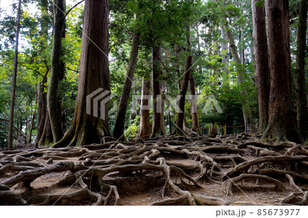 鞍馬寺境内　木の根道 85673977