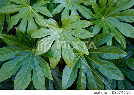 大きな葉・冬のヤツデ2 85674510