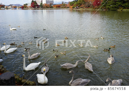 秋の高松の池 85674558