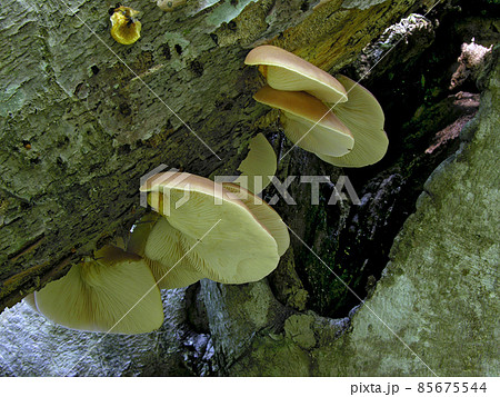 ツキヨタケ（にかほ市中島台） 85675544