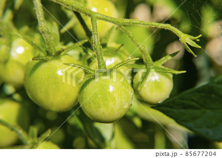 Growing tomato in farm garden Growing tomato in farm garden 85677204