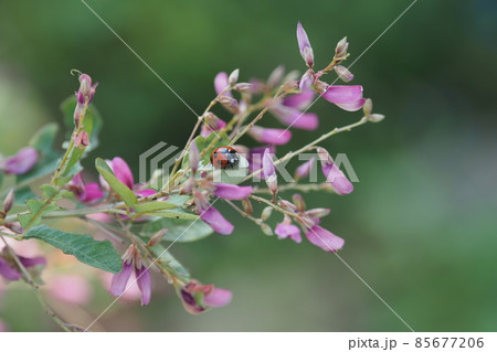 萩の花とテントウムシ 萩の花とテントウムシ 85677206