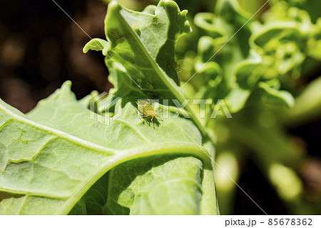 Close up shot of aphid Pests on the Kale 85678362