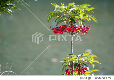 縁起植物・万両1 85678479