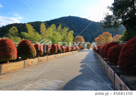 秋のあいかわ公園の景観 秋のあいかわ公園の景観 85681350