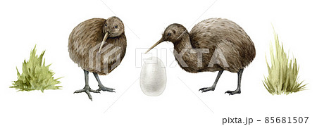 Kiwi bird set. Watercolor illustration. Hand drawn apteryx native New Zealand avian. Kiwi bird realistic front , side view, egg grass element. New Zealand cute national symbol. White background Kiwi bird set. Watercolor illustration. Hand drawn apteryx native New Zealand avian. Kiwi bird realistic front , side view, egg grass element. New Zealand cute national symbol. White background 85681507