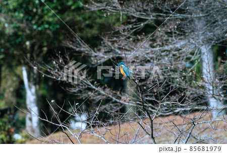 小枝に留まるカワセミの雄 85681979