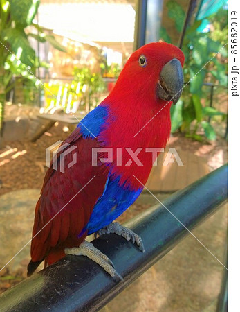 赤いオオハナインコの横顔 赤いオオハナインコの横顔 85682019