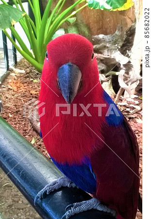 赤いオオハナインコの正面からの姿 85682022