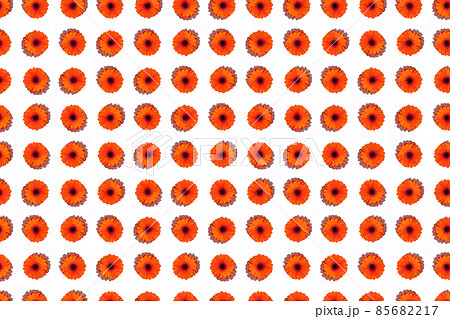 A pattern of gerbera flower on a white background. Valentine's Day. The beginning of spring. Flat lay. Top view. 85682217