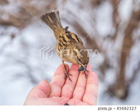 Sparrow eats seeds from a man's hand 85682327