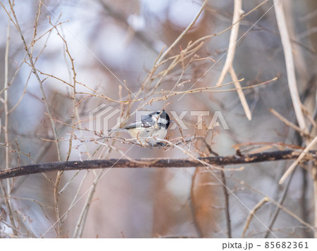 Beautiful bird Coal tit, lat. Periparus ater, sitting on a branch without leaves in the autumn or winter. 85682361